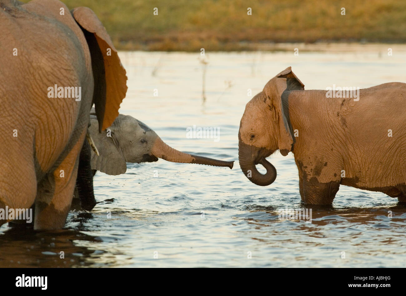 Portrait of African Elephant (Loxodonta africana) Calves Standing in Water and Drinking Stock Photo