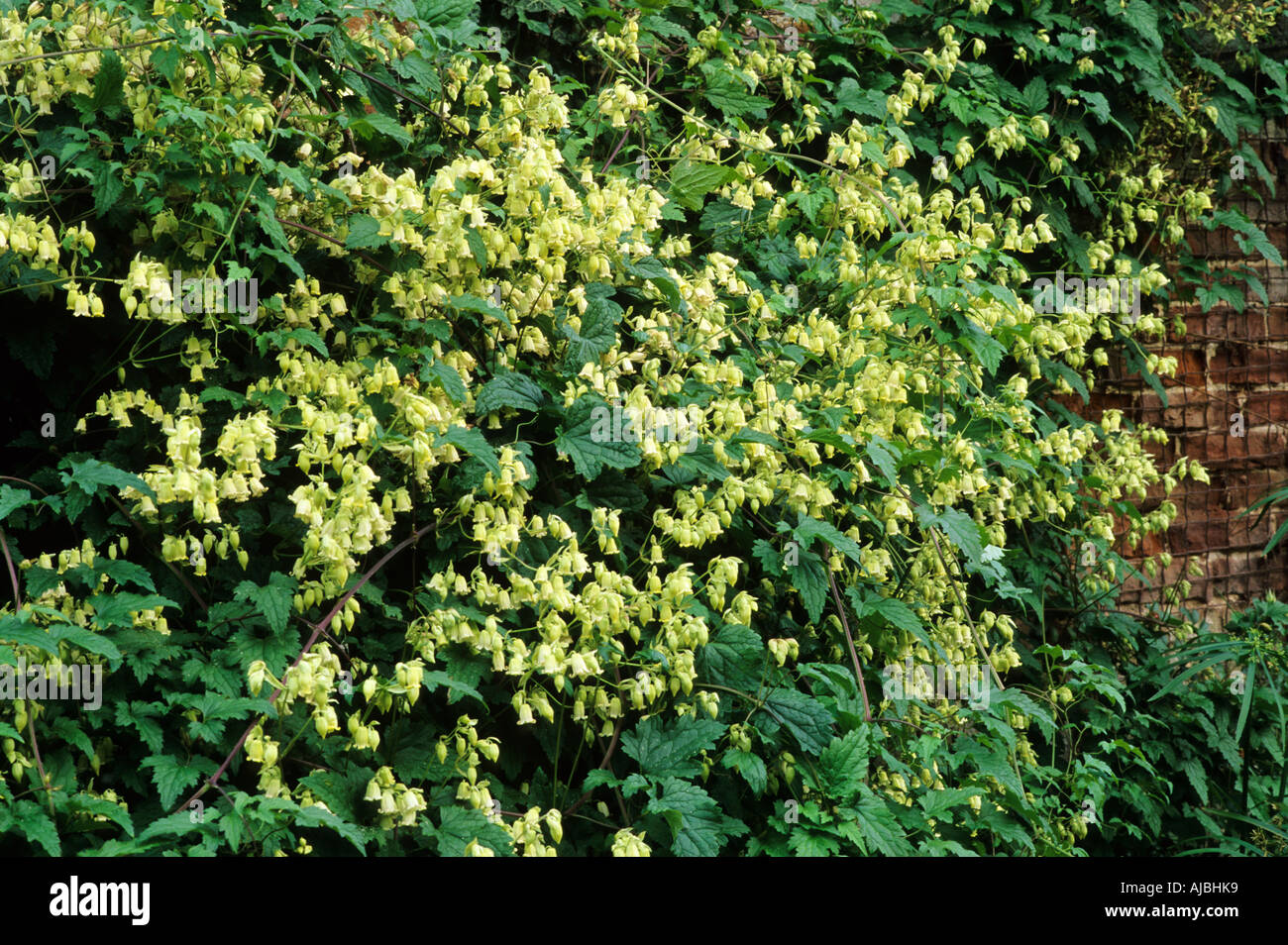 Clematis rehderiana, climbing garden plant, yellow flowers Stock Photo