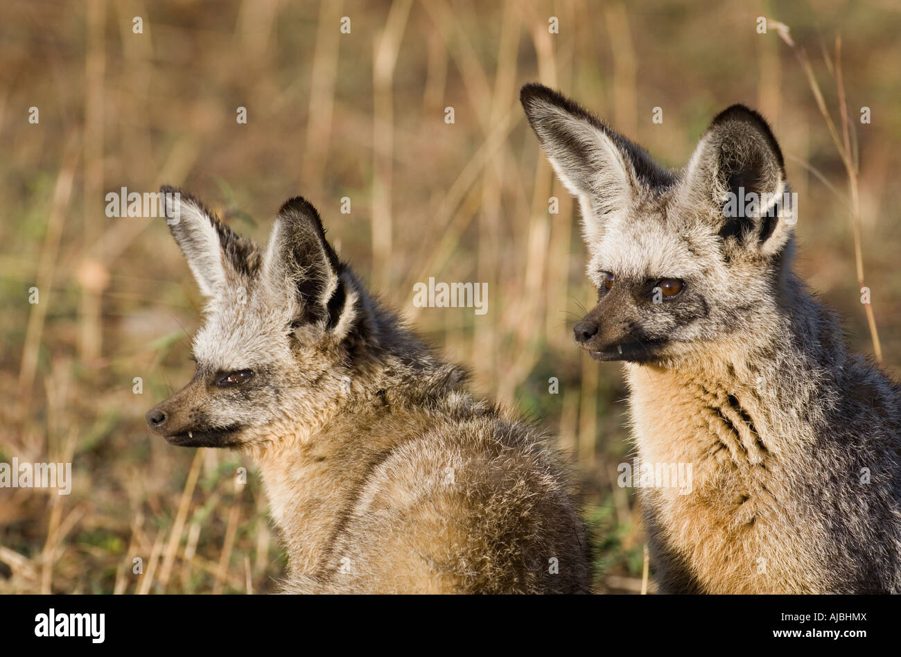Bat-eared Fox (Otocyon megalotis) Pair in Bushveld Stock Photo - Alamy