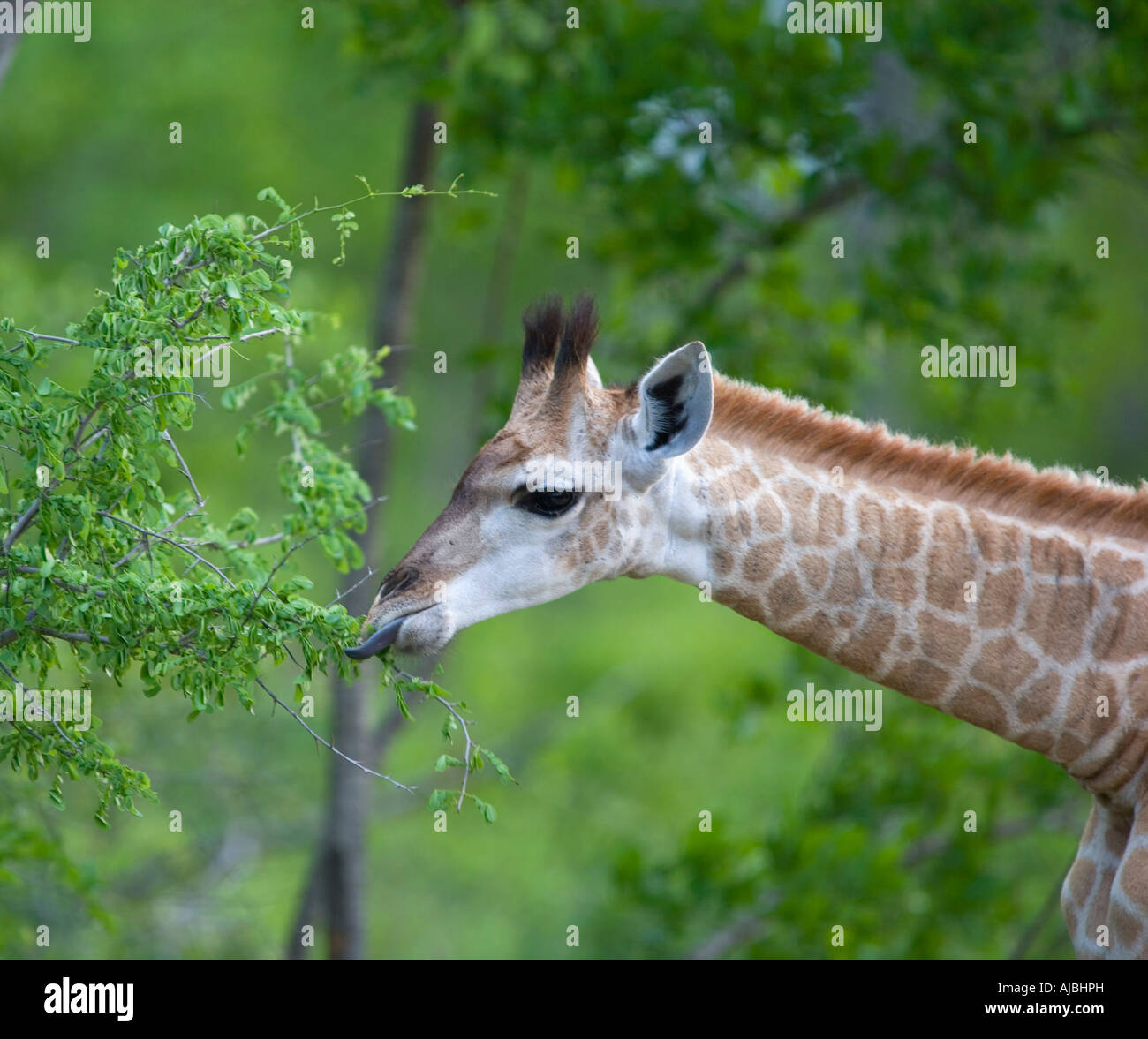 Giraffe (Giraffa camelopardalis) Feeding - Tongue Sticking Out Stock Photo