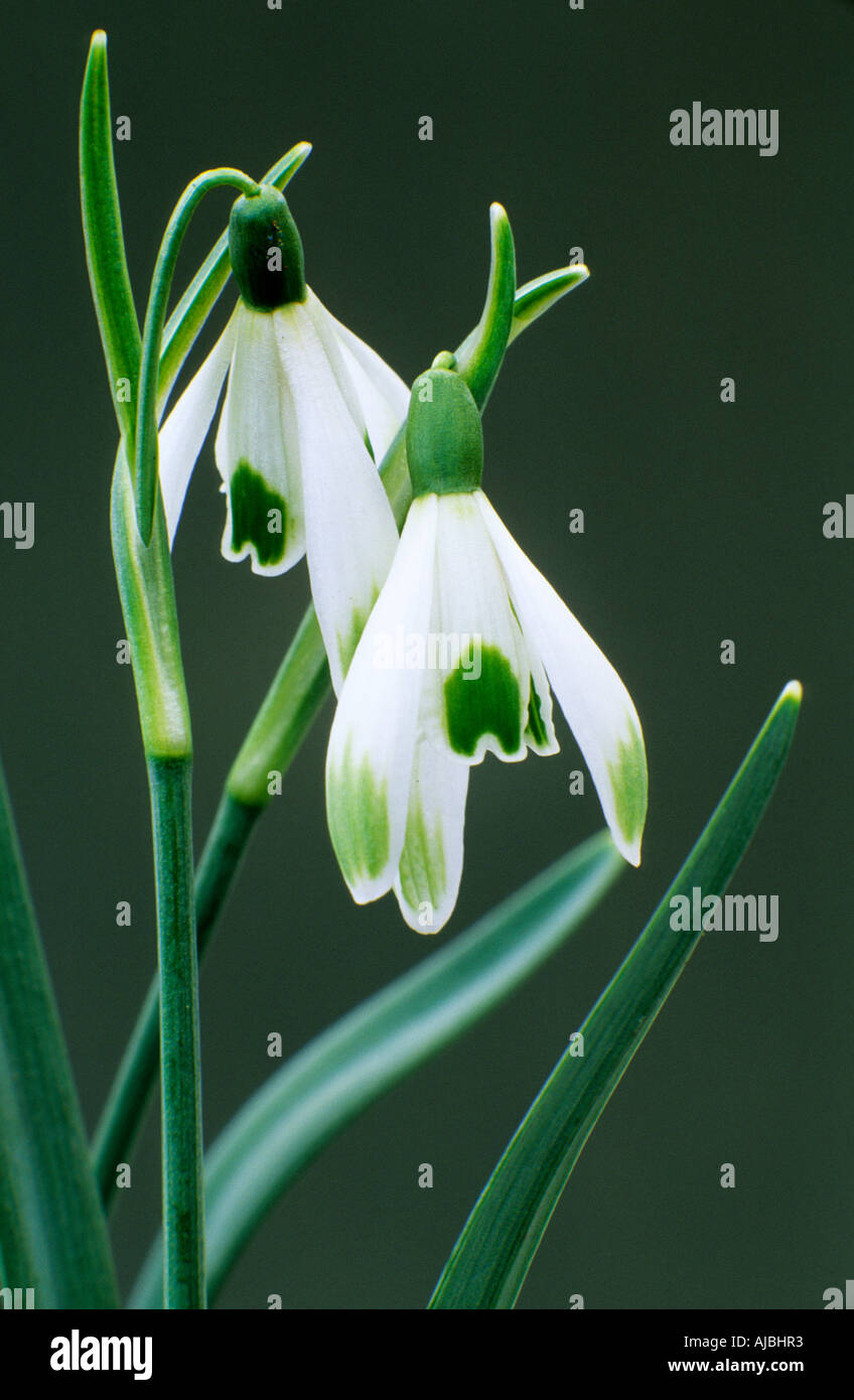 Galanthus nivalis Elphin Stock Photo