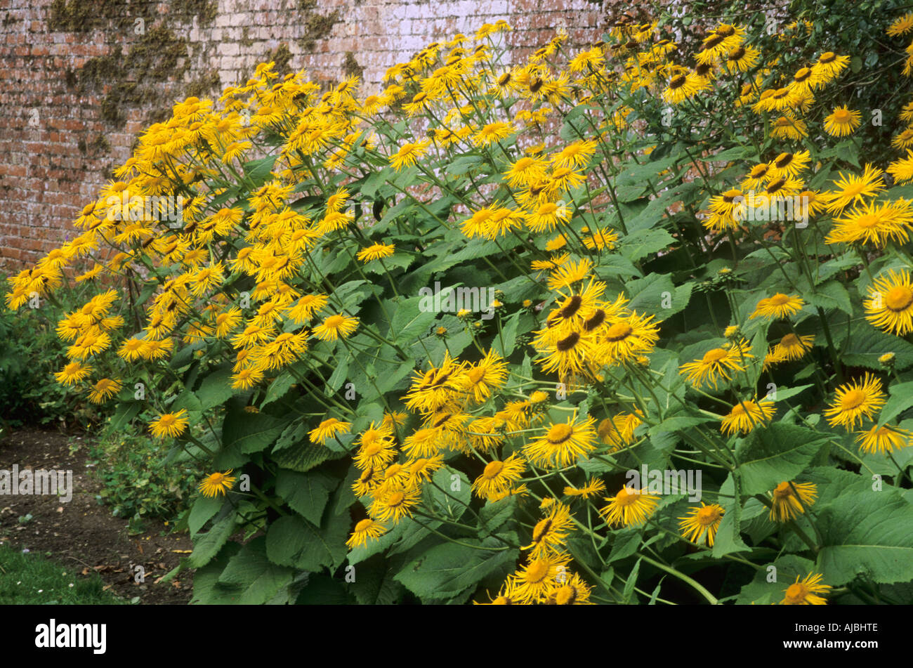 Inula magnifica, brick wall, yellow daisy like flowers, garden plant inulas Stock Photo