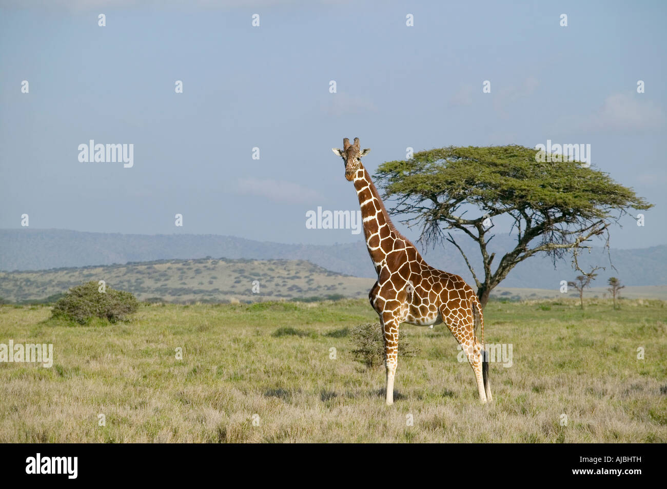 Lone Reticulated Giraffe (Girafffa camelopardalis reticulata) - Side View Stock Photo