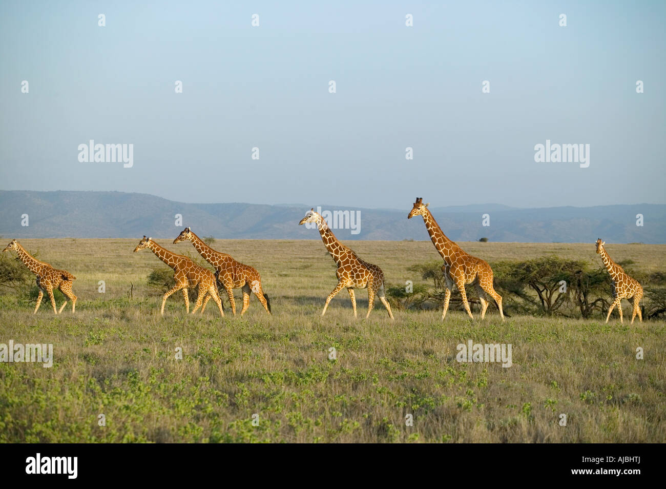 Reticulated Giraffe (Giraffa camelopardalis reticulata) Herd on an Open Plain Stock Photo