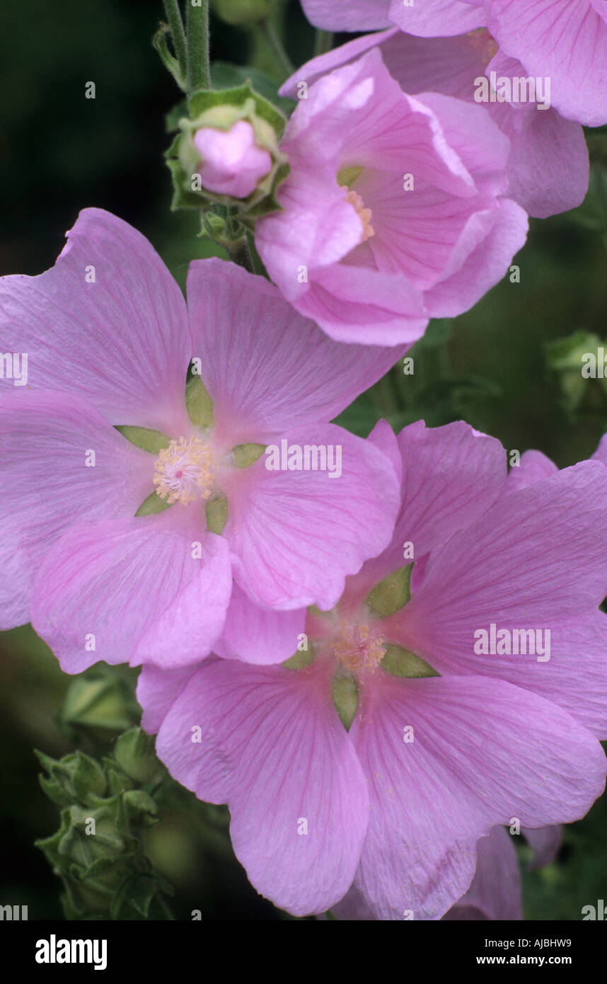 Lavatera 'Sweet Dreams', tree mallow, garden plant, pink flowers lavateras Stock Photo