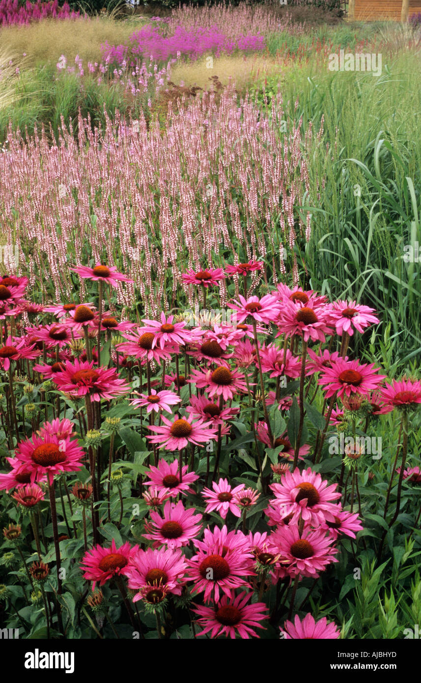Pensthorpe Millennium Garden, Norfolk, Echinacea Rubinstern, Persicaria, Roseum, designer Piet Oudolf Stock Photo