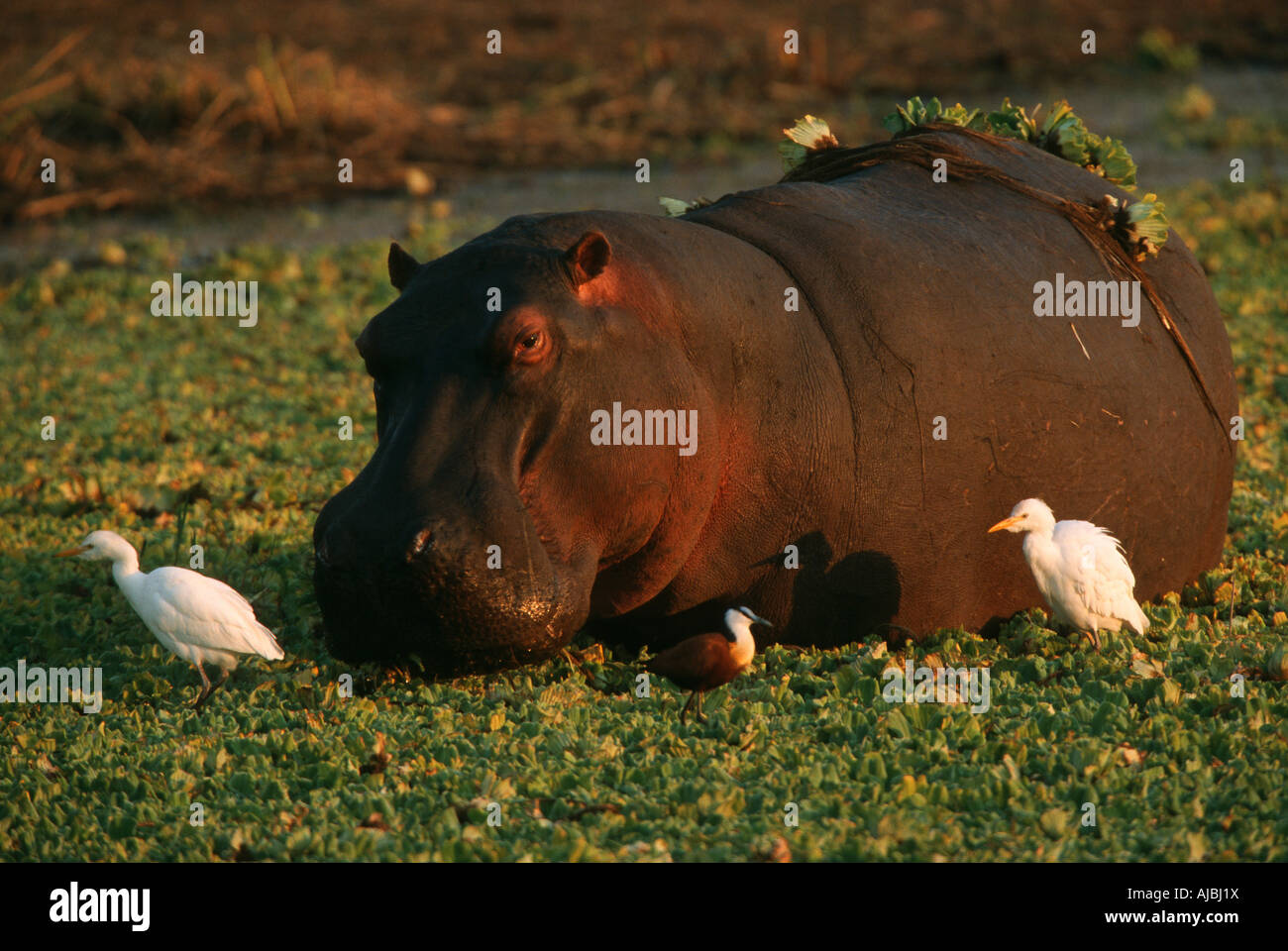 Hippopotamus (Hippopotamus amphibius) and Cattle Egret (Bubulcus ibis) Surrounded by Water Hyacinth Stock Photo