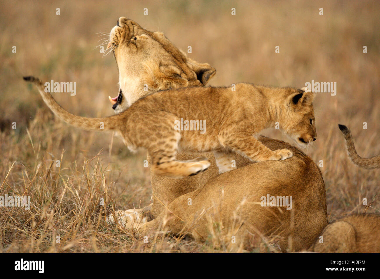 Lioness (Panthera leo) and Cubs Playing Stock Photo