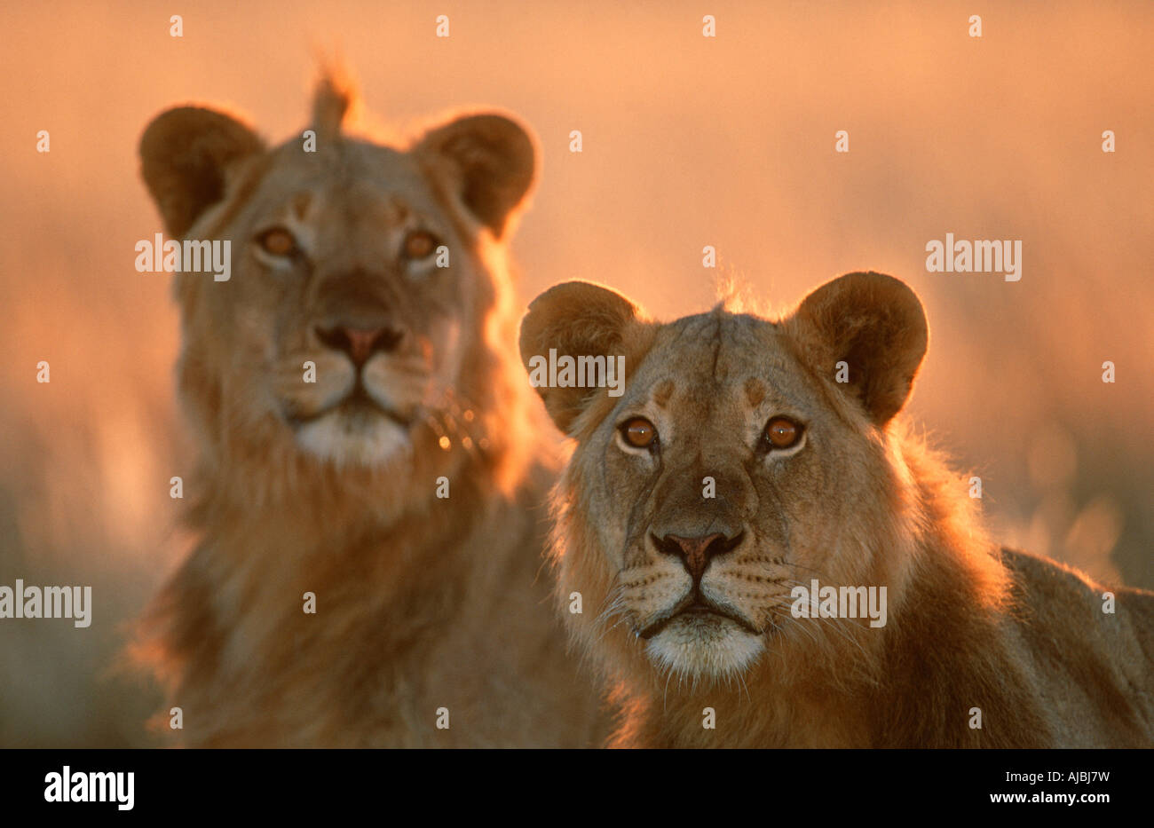 Portrait of Juvenile Lion (Panthera leo) Pair Stock Photo - Alamy
