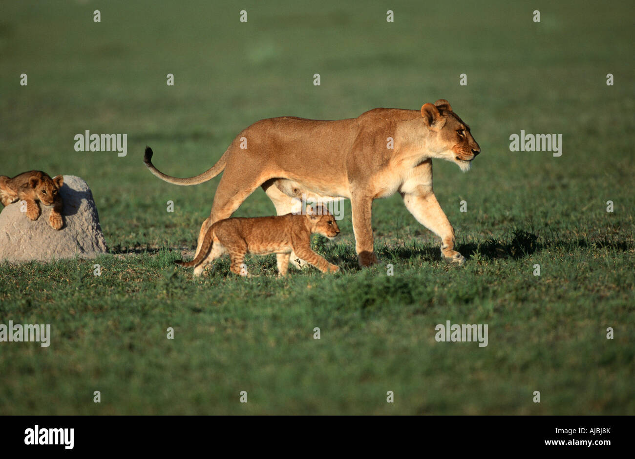 Portrait of Lioness (Panthera leo) and Cubs on Bushveld Plain Stock Photo