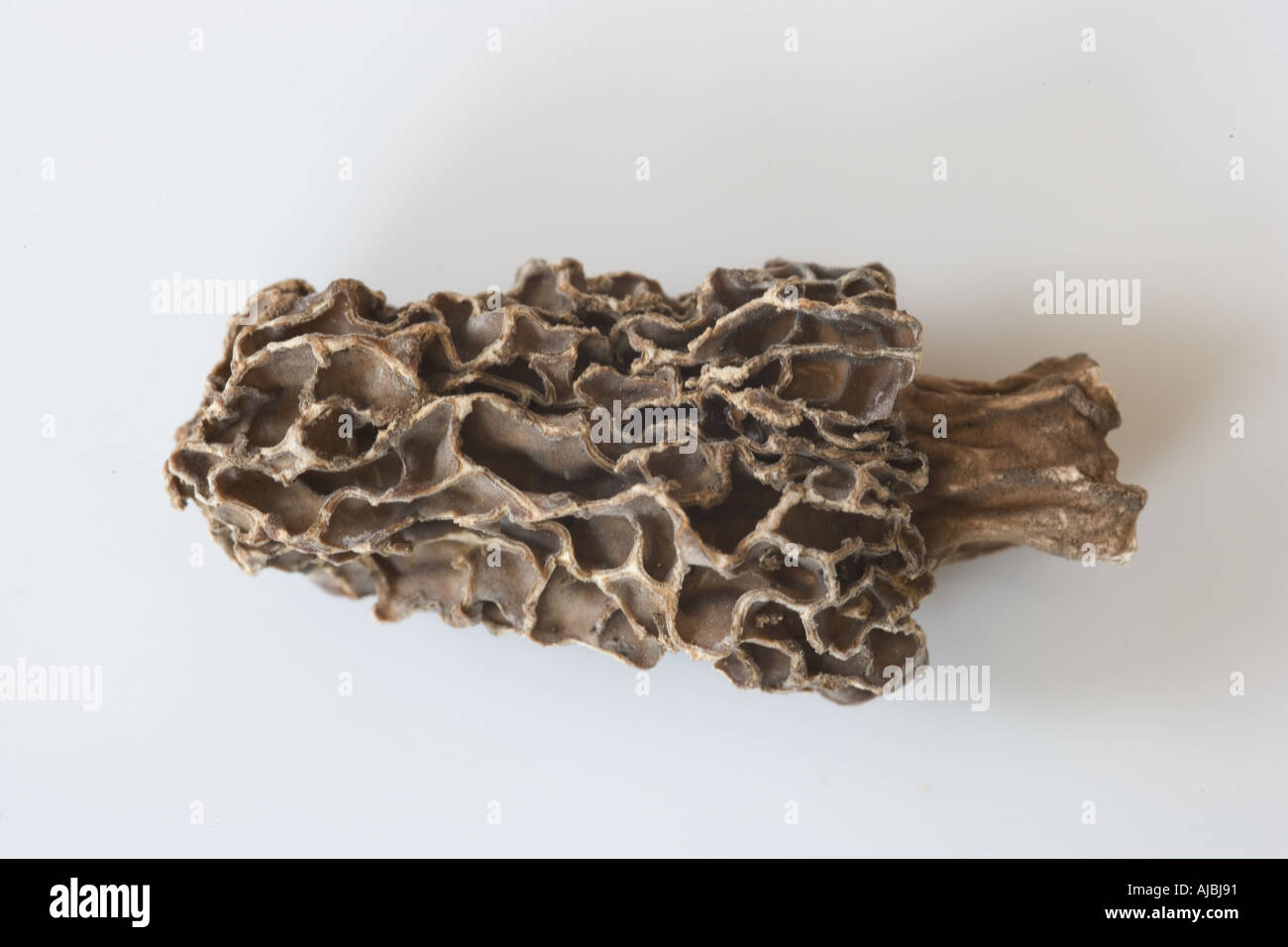Closeup still life of dried Morel Mushroom Stock Photo Alamy