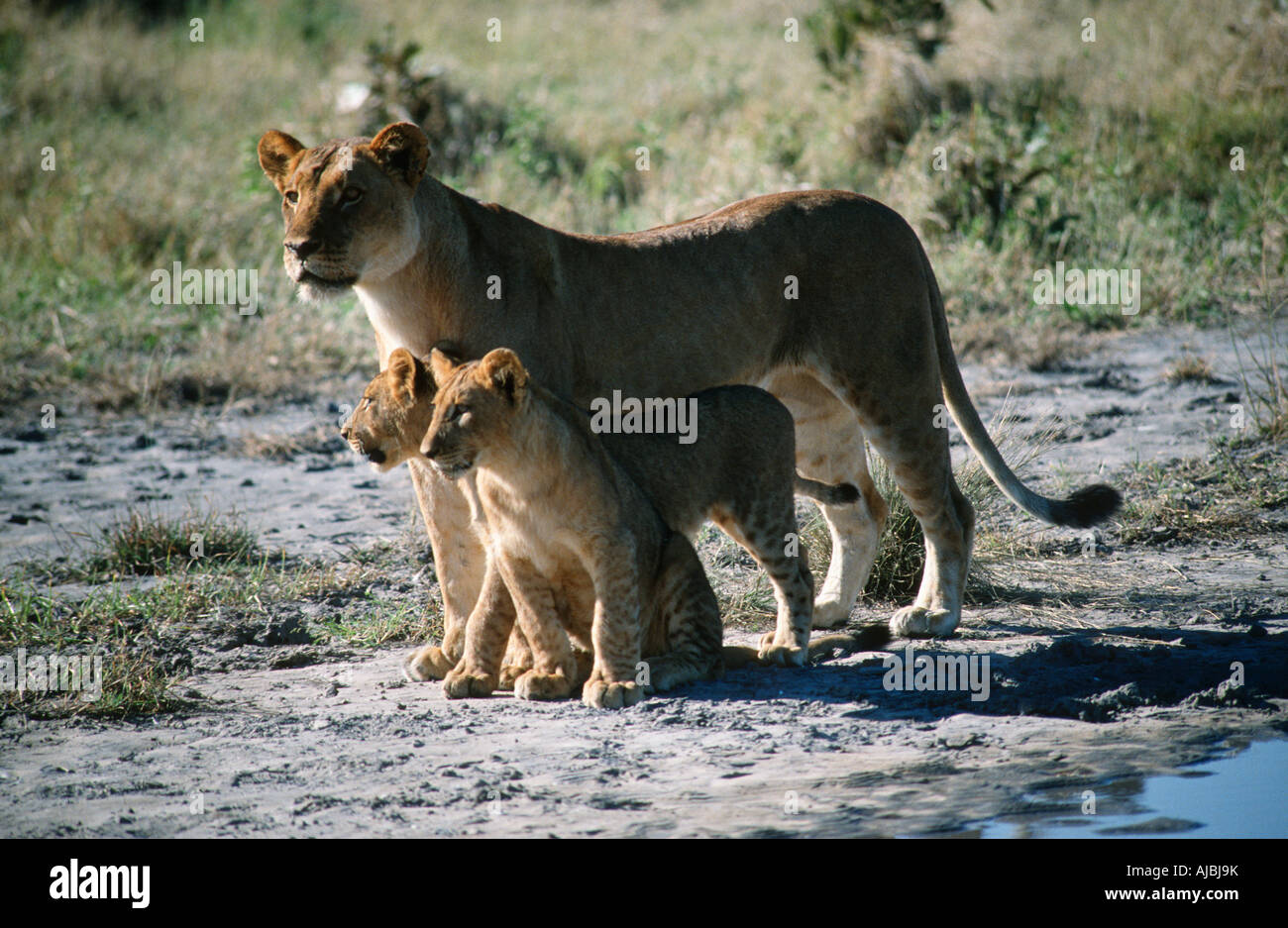 Lioness (Panthera leo) and Cubs on Bush Plain Stock Photo - Alamy