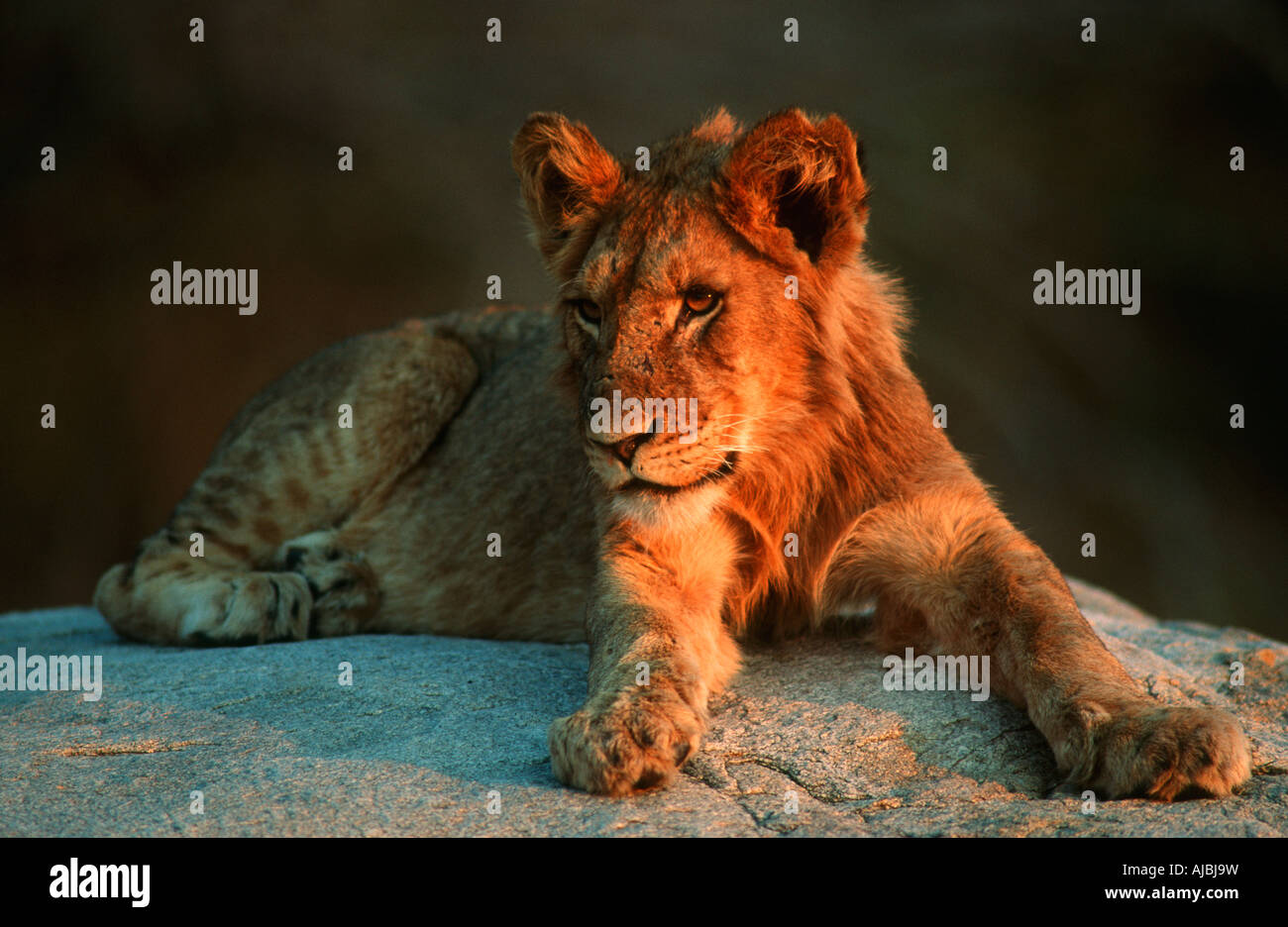 Juvenile Male Lion (Panthera leo) Lying on a Rock Stock Photo - Alamy