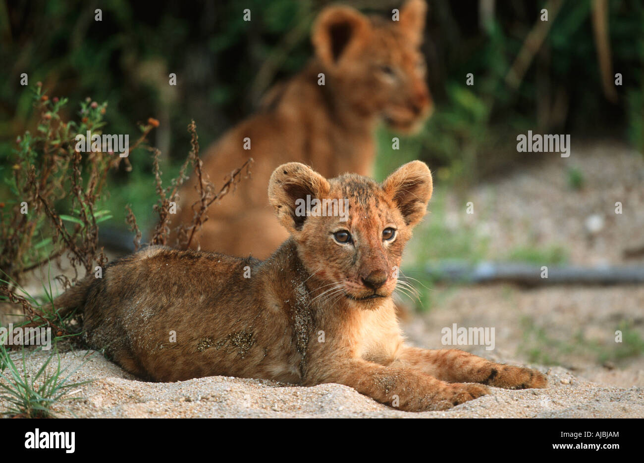 Lion cub lying in sand hi-res stock photography and images - Alamy