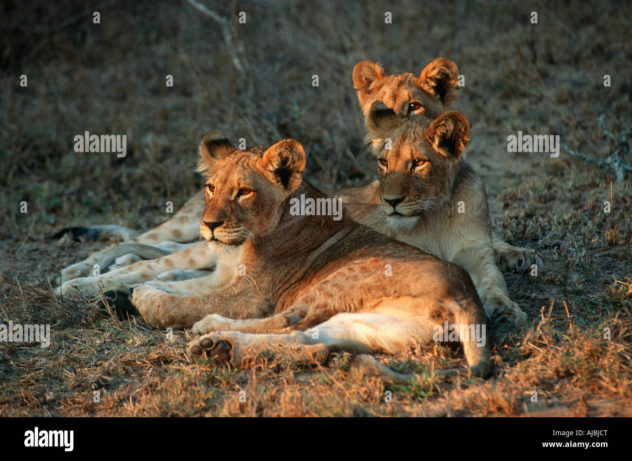 Three Lion Cubs (Panthera leo) Lying in the Veld Stock Photo - Alamy