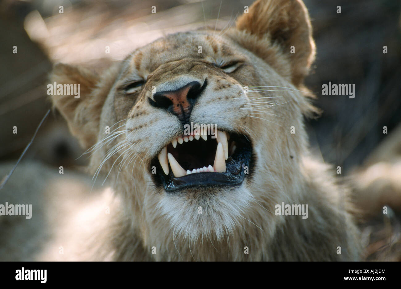 Close-up Portrait of a Juvenile Lion (Panthera leo) Snarling Stock Photo
