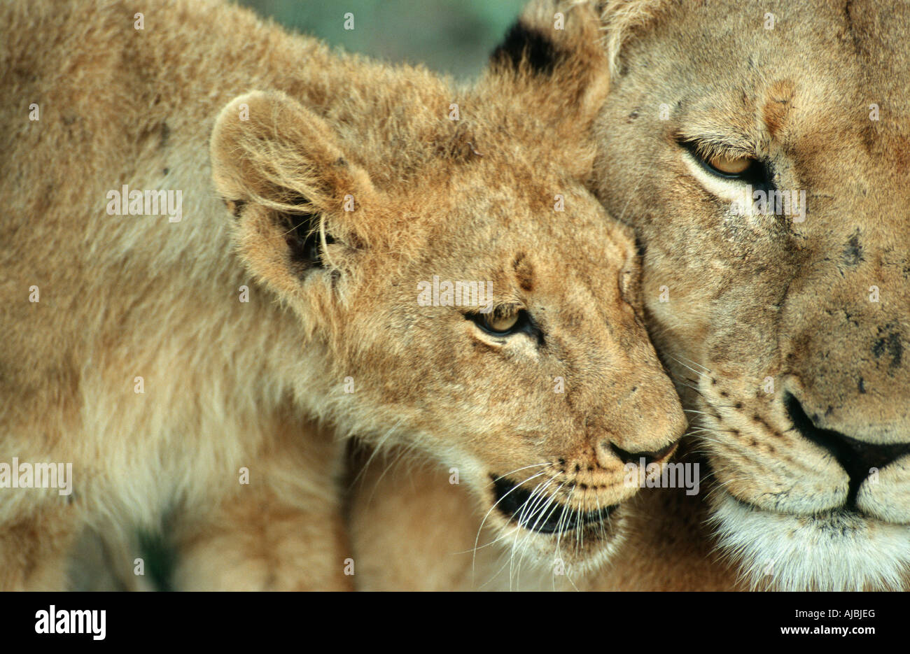 Close-up of Lion Cub (Panthera leo) Stroking Against Lioness (Panthera leo) Stock Photo