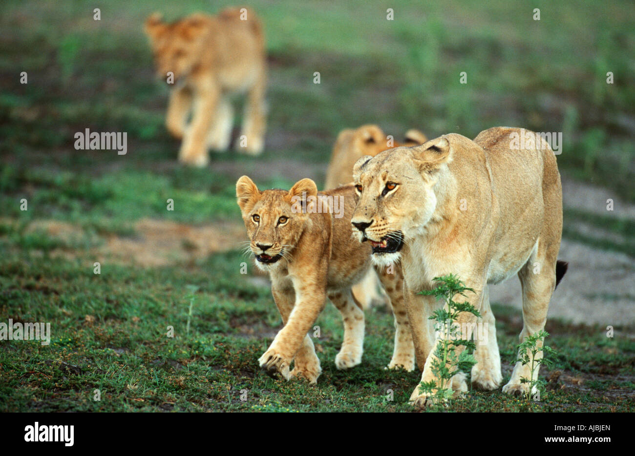Lioness (Panthera leo) and Cubs Walking Through Green Bushveld Stock ...