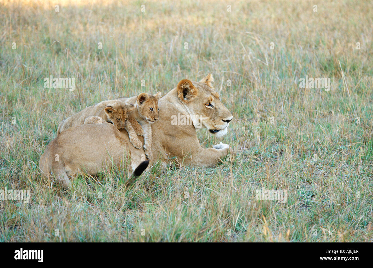 Lioness (Panthera leo) and Cubs Lying in Bushveld Stock Photo