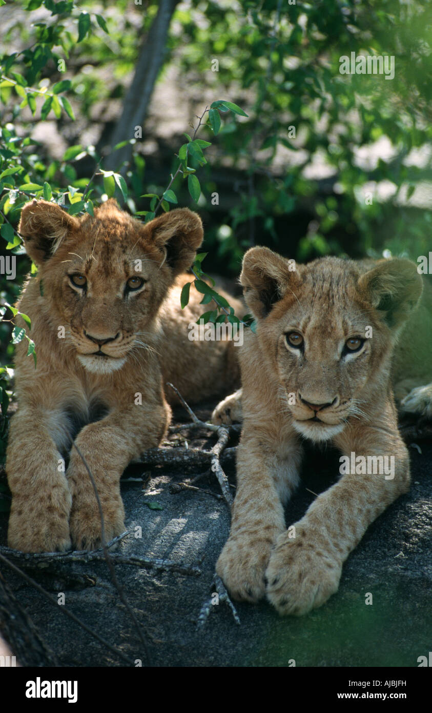 Lion (Panthera leo) Pair Lying in Tree Stock Photo