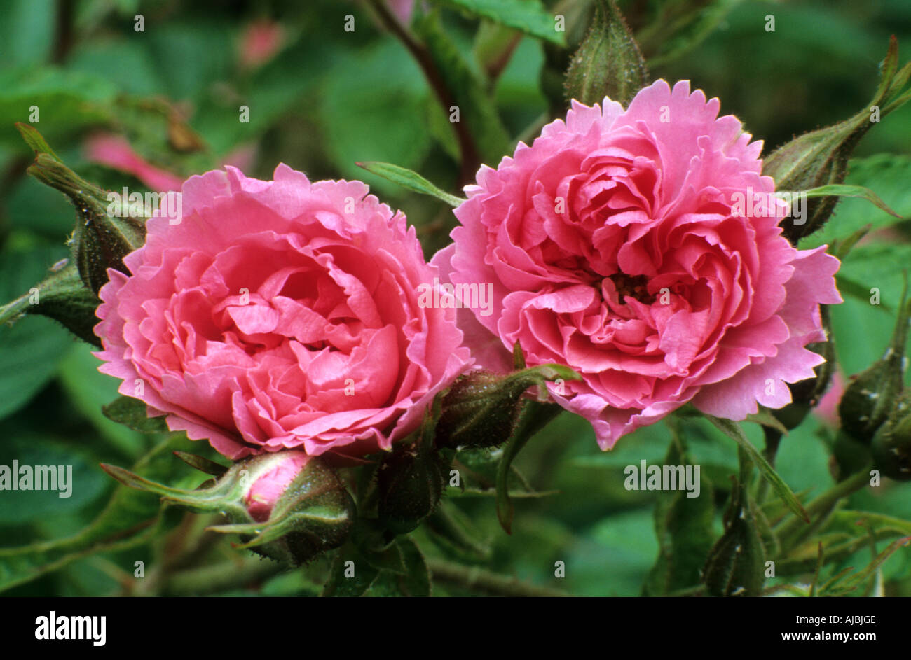 Rosa Pink Grootendorst Rugosa rose Stock Photo - Alamy