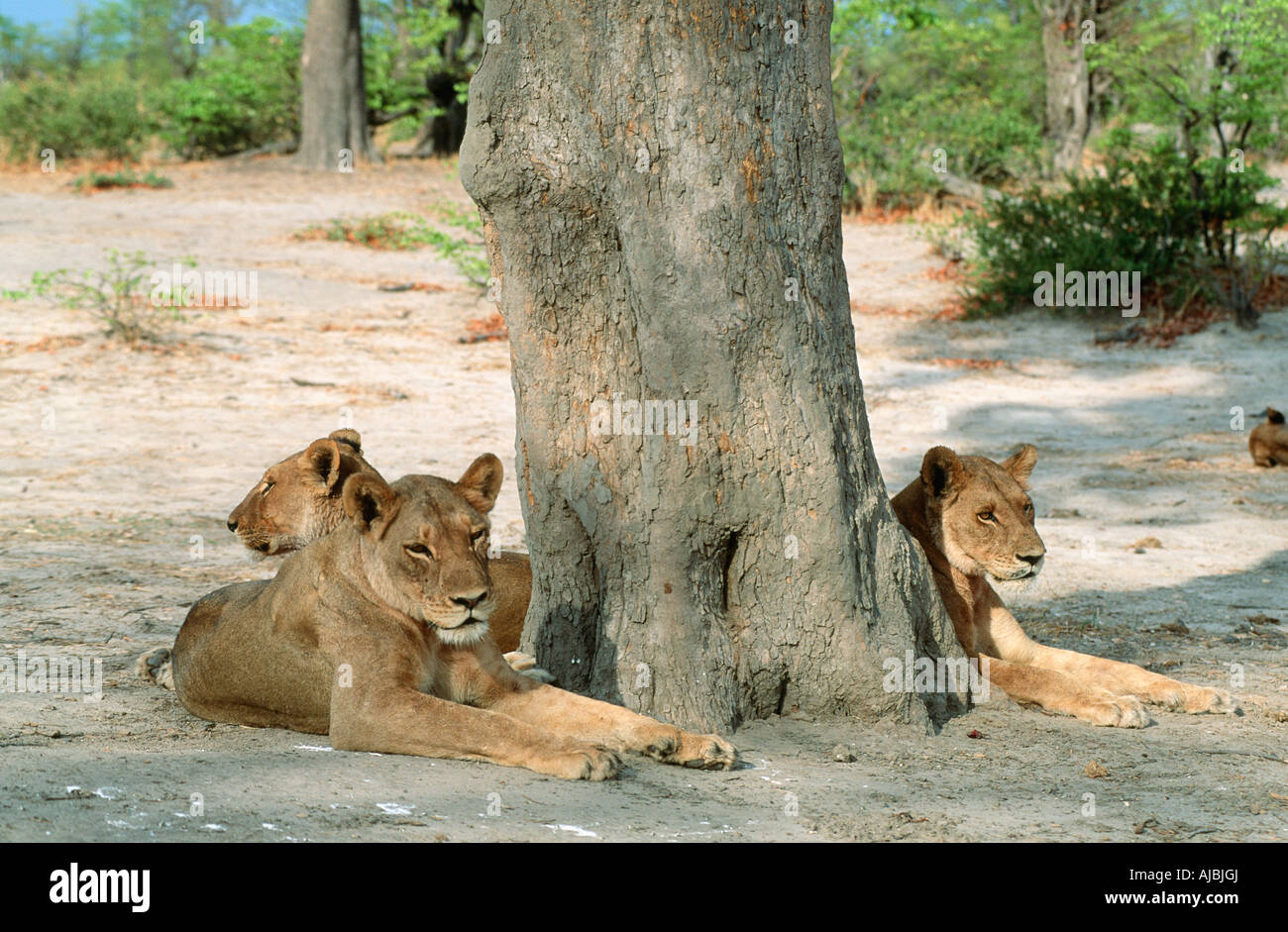Lion (Panthera leo) Pride Lying Underneath a Tree Stock Photo - Alamy