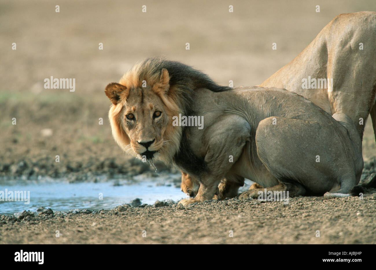Portrait of Two Lions (Panthera leo) at the Waterhole Stock Photo