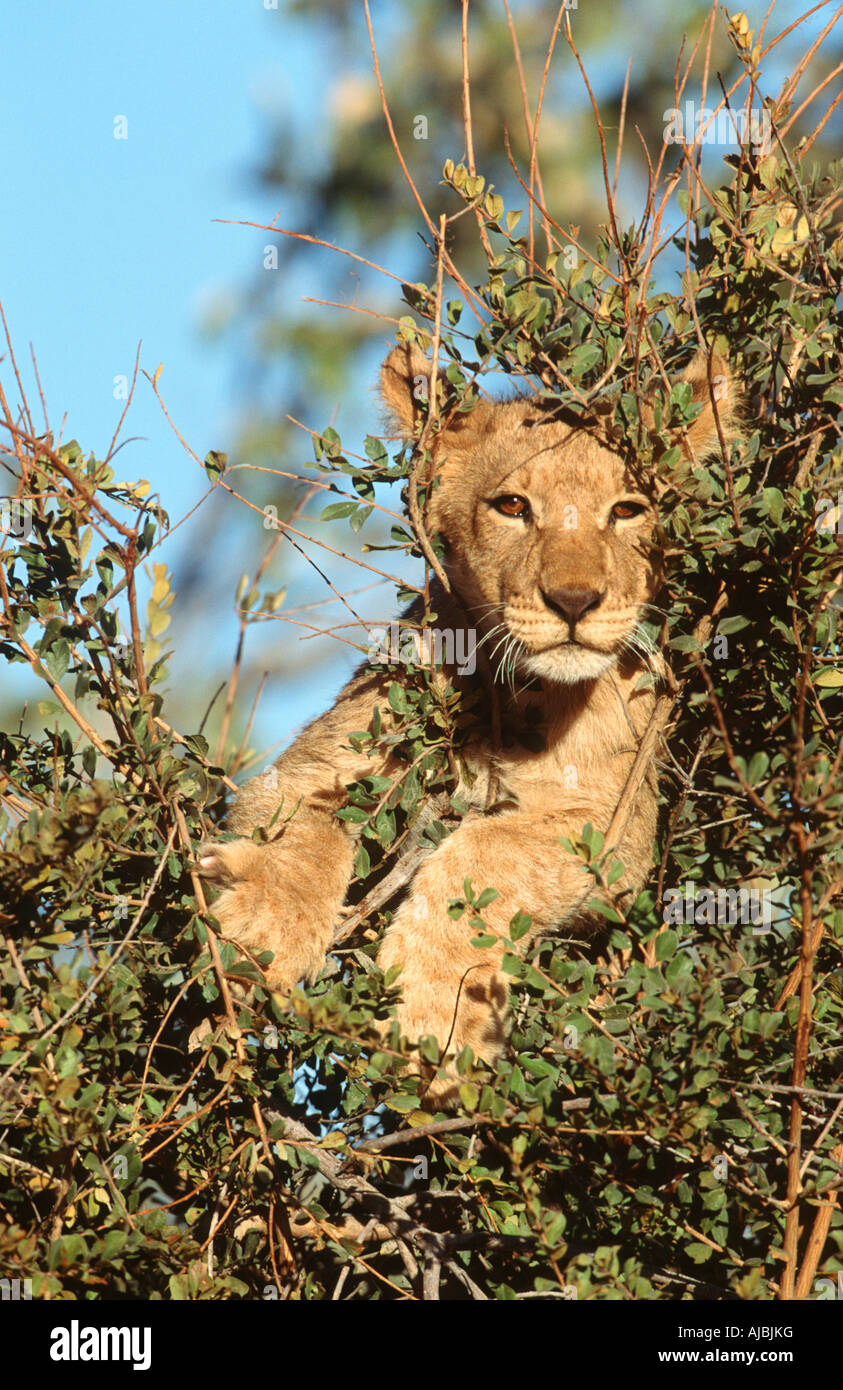 Lion cub in bushveld hi-res stock photography and images - Alamy