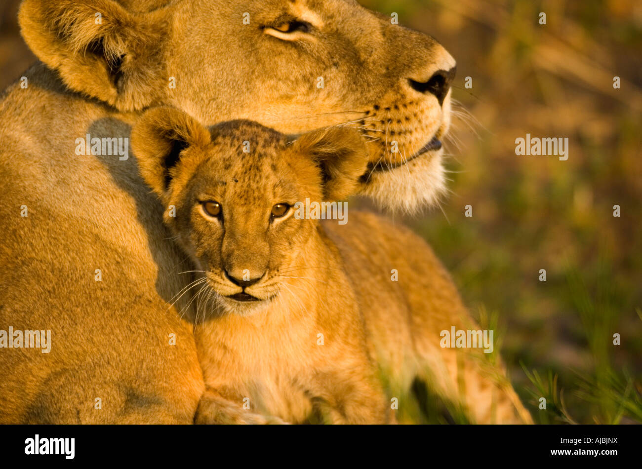 Close-up of Female Lion (Panthera leo) and Cub Stock Photo
