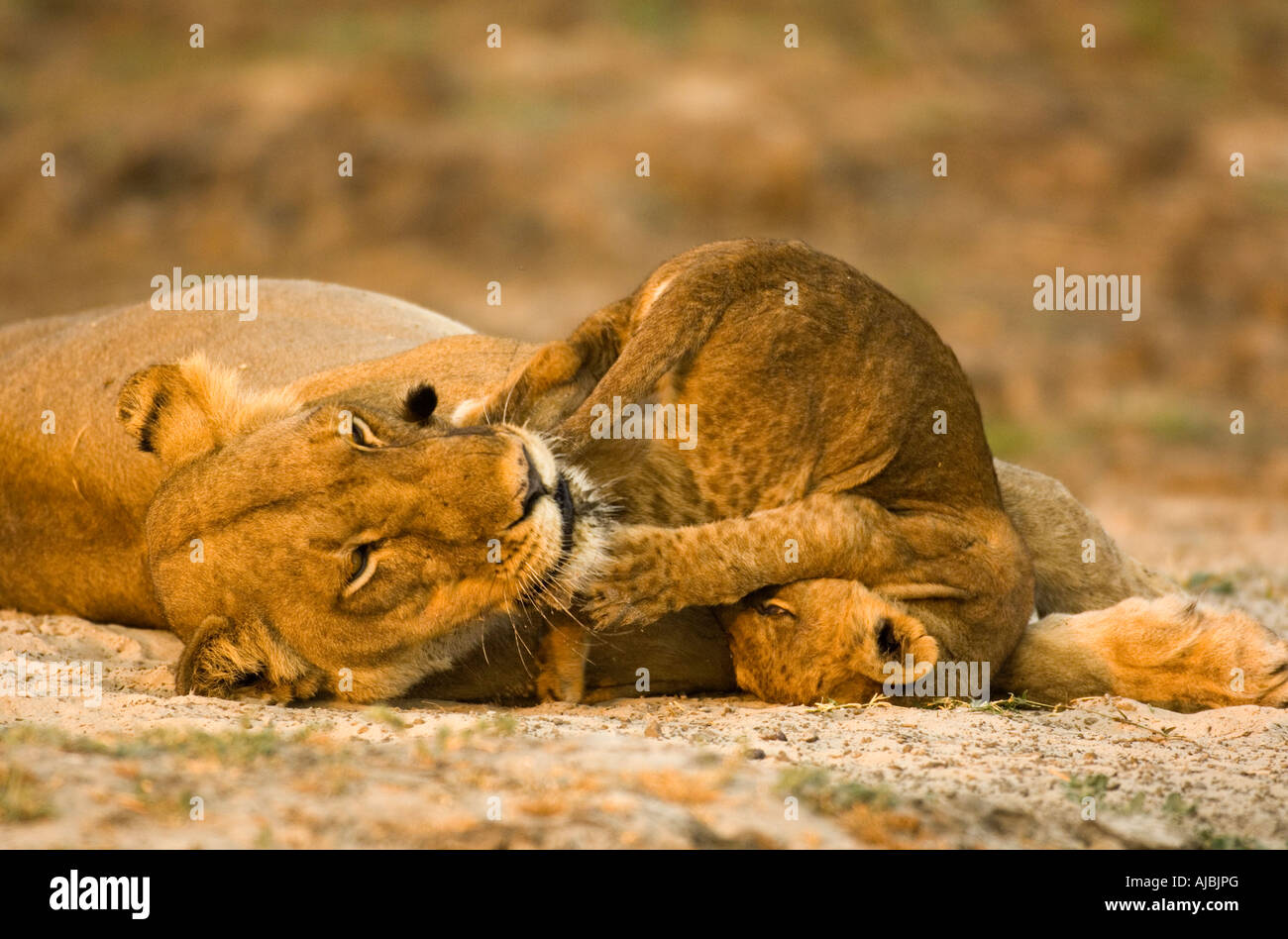 Portrait of Lion (Panthera leo) Cub Playing with Lioness Stock Photo