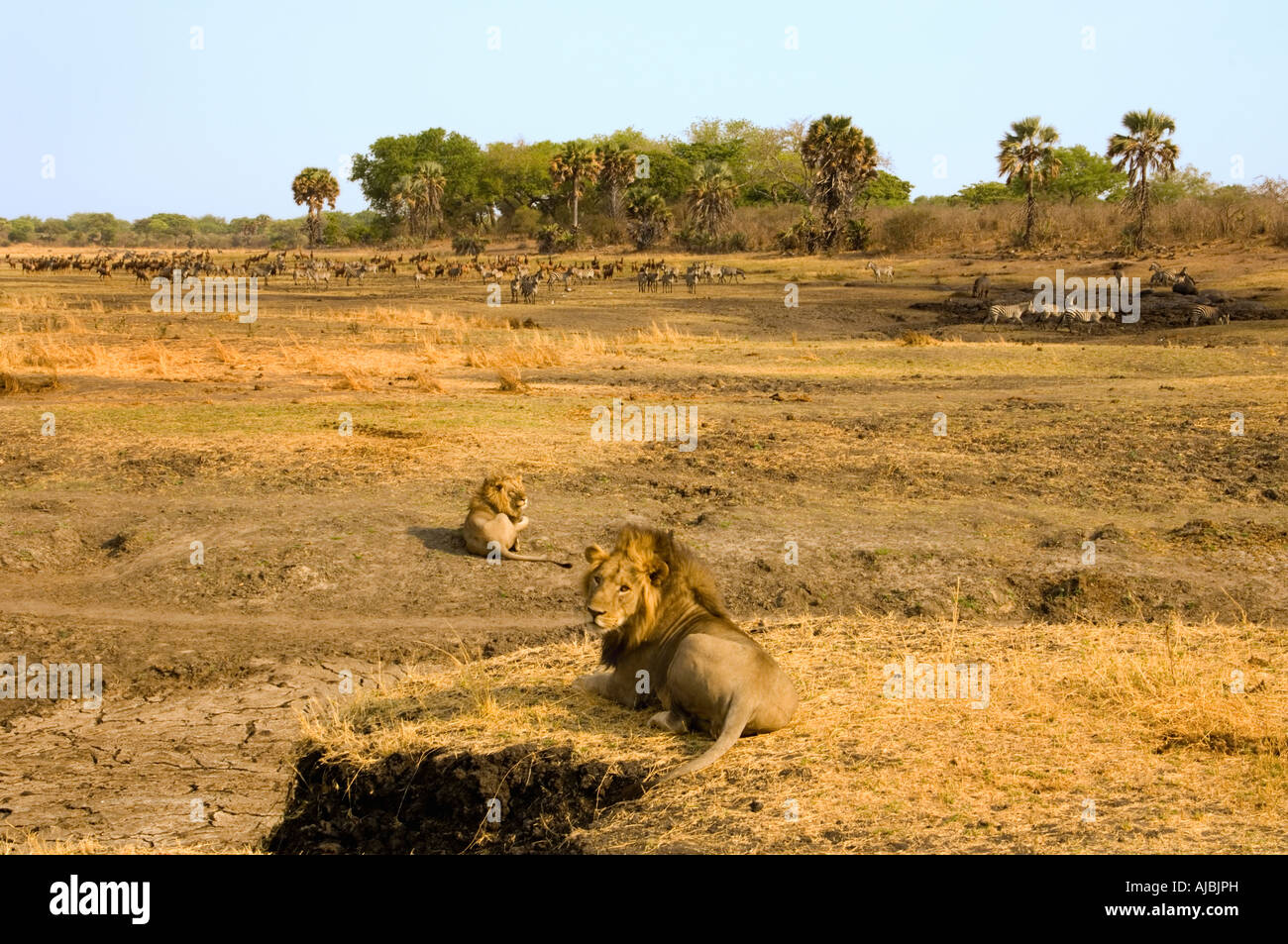 Portrait of Male Lion (Panthera leo) Pair Lying on the Bush Plain Stock Photo