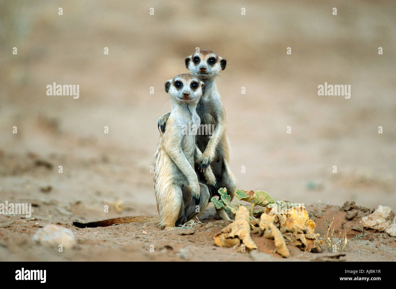 Suricate (Suricata suricatta) Stock Photo