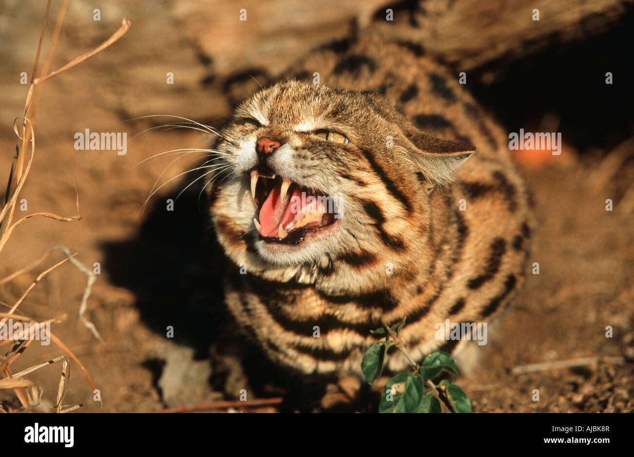 Close-up of a Small-spotted Cat (Felis nigripes) Snarling Stock Photo