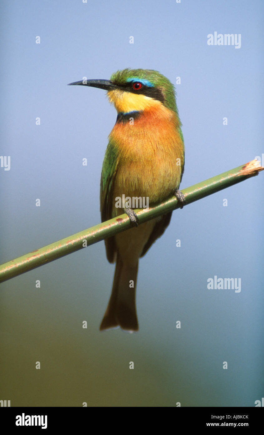 Little bee eater eastern hi-res stock photography and images - Alamy