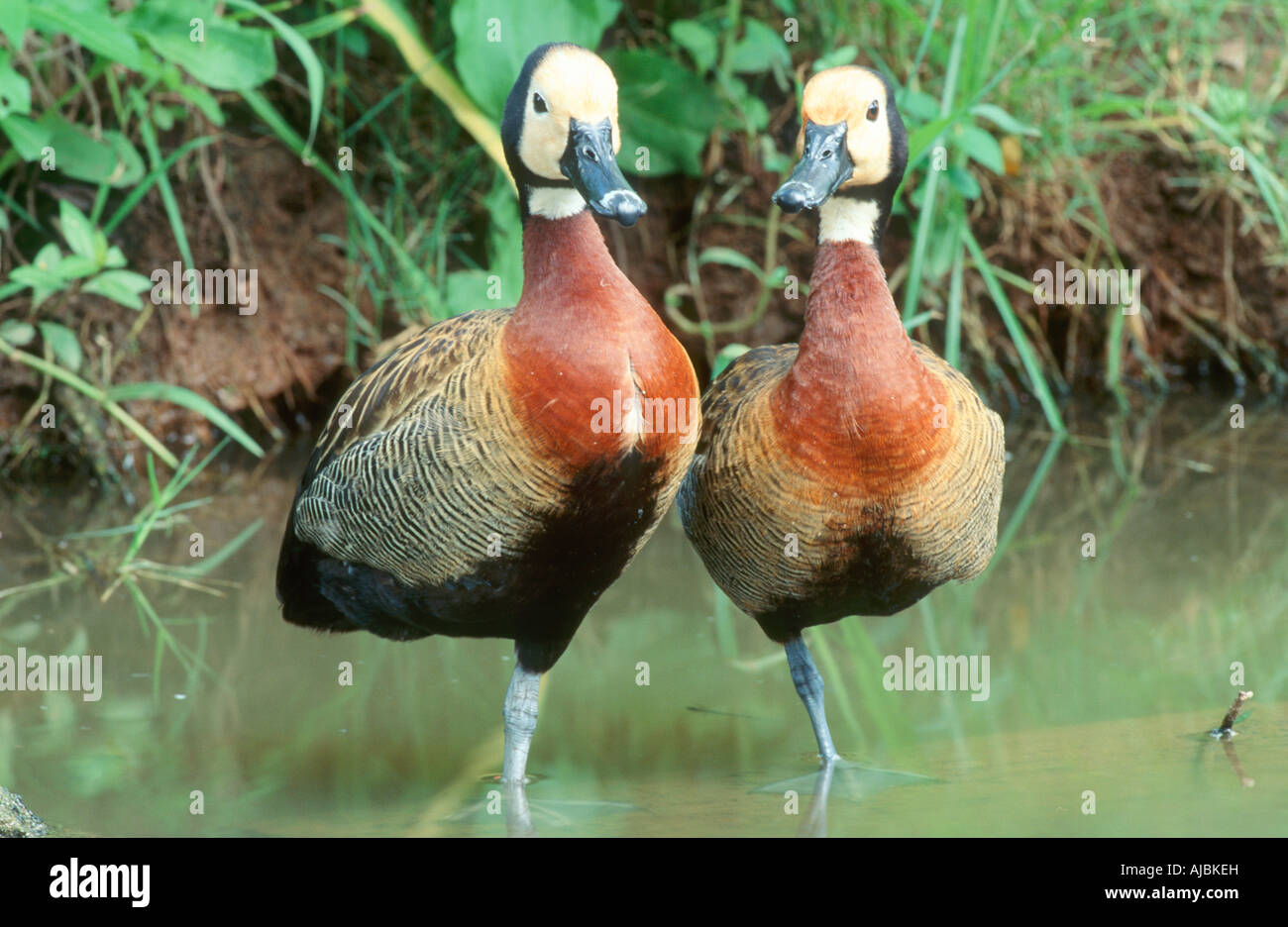 White-faced Duck (Dendrocygna viduata) Pair Standing in a Pond Stock Photo