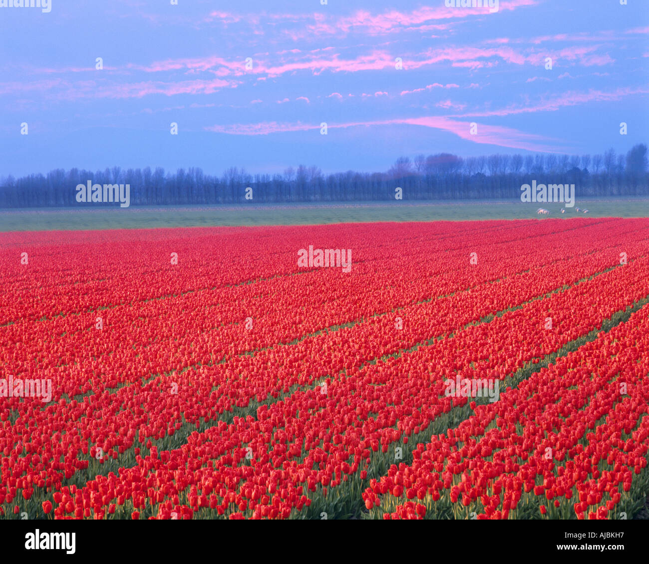 NL - PROV.NOORDHOLLAND:  Typical Field of Tulips Stock Photo
