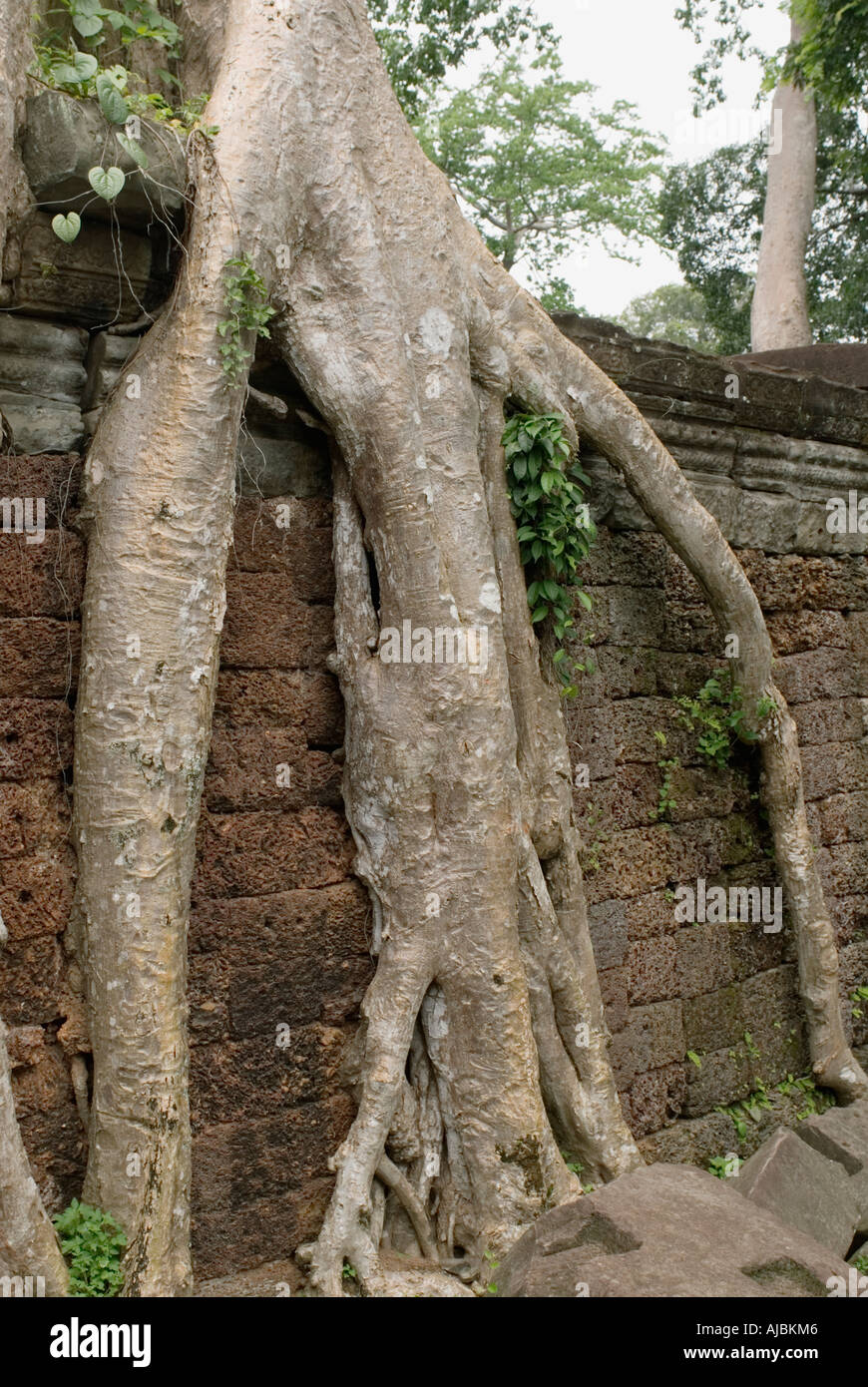 Cambodia Preah Khan Bombax Silk Cotton Tree Growing Over Temple Wall