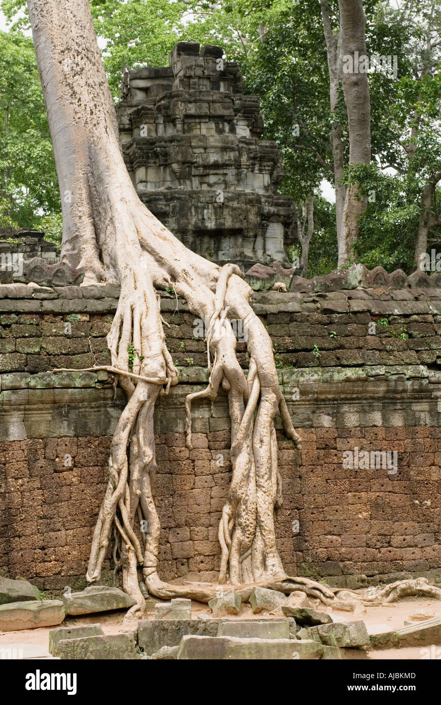 Cambodia Ta Prohm Kapok Silk Cotton Tree Roots Growing Over Temple Wall