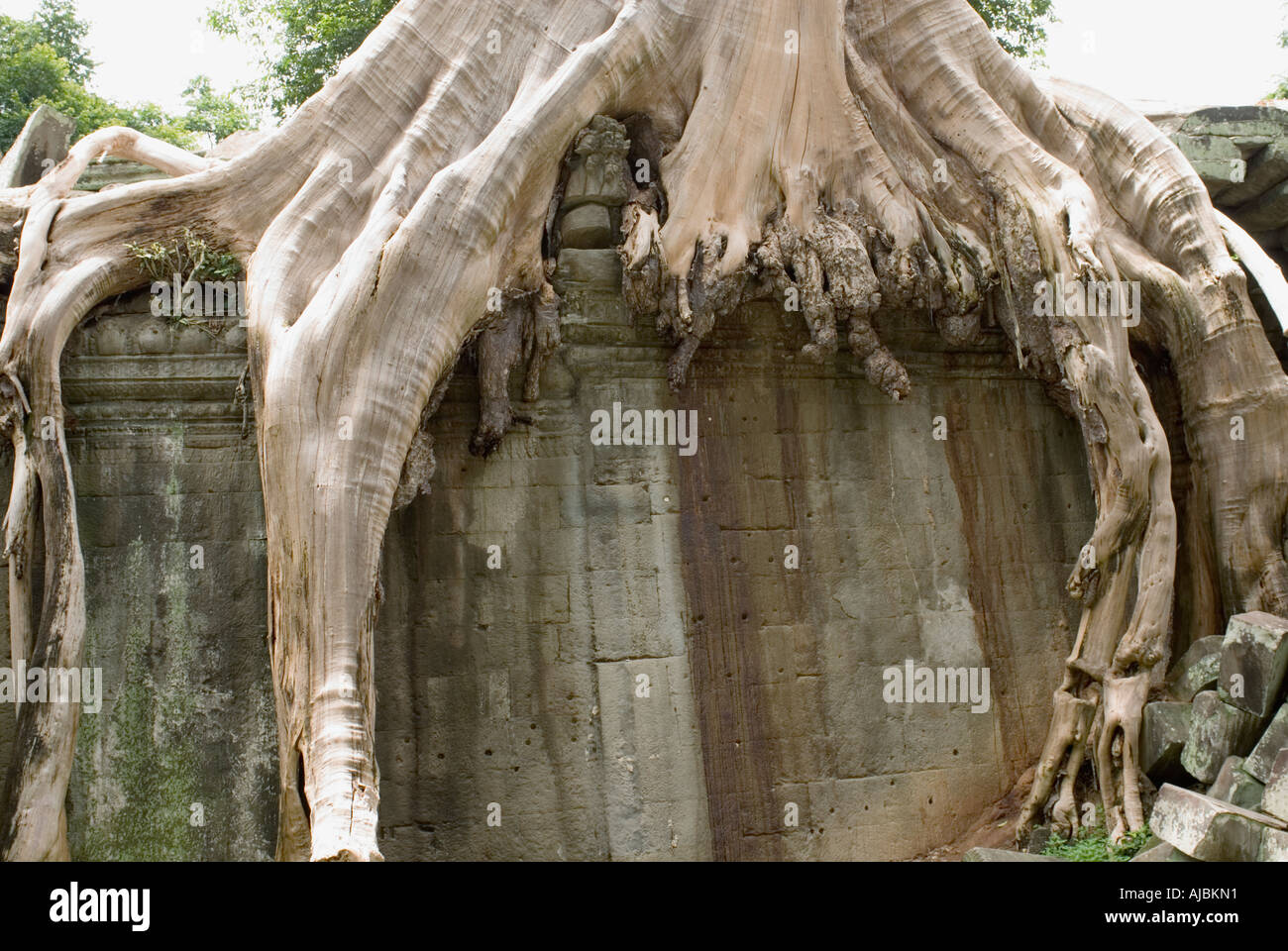 Cambodia Ta Prohm Kapok Silk Cotton Tree Roots Growing Over Temple Wall