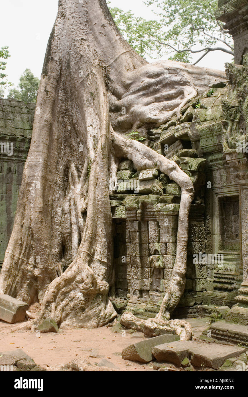 Cambodia Ta Prohm Kapok Silk Cotton Tree Roots Growing Over Temple Wall
