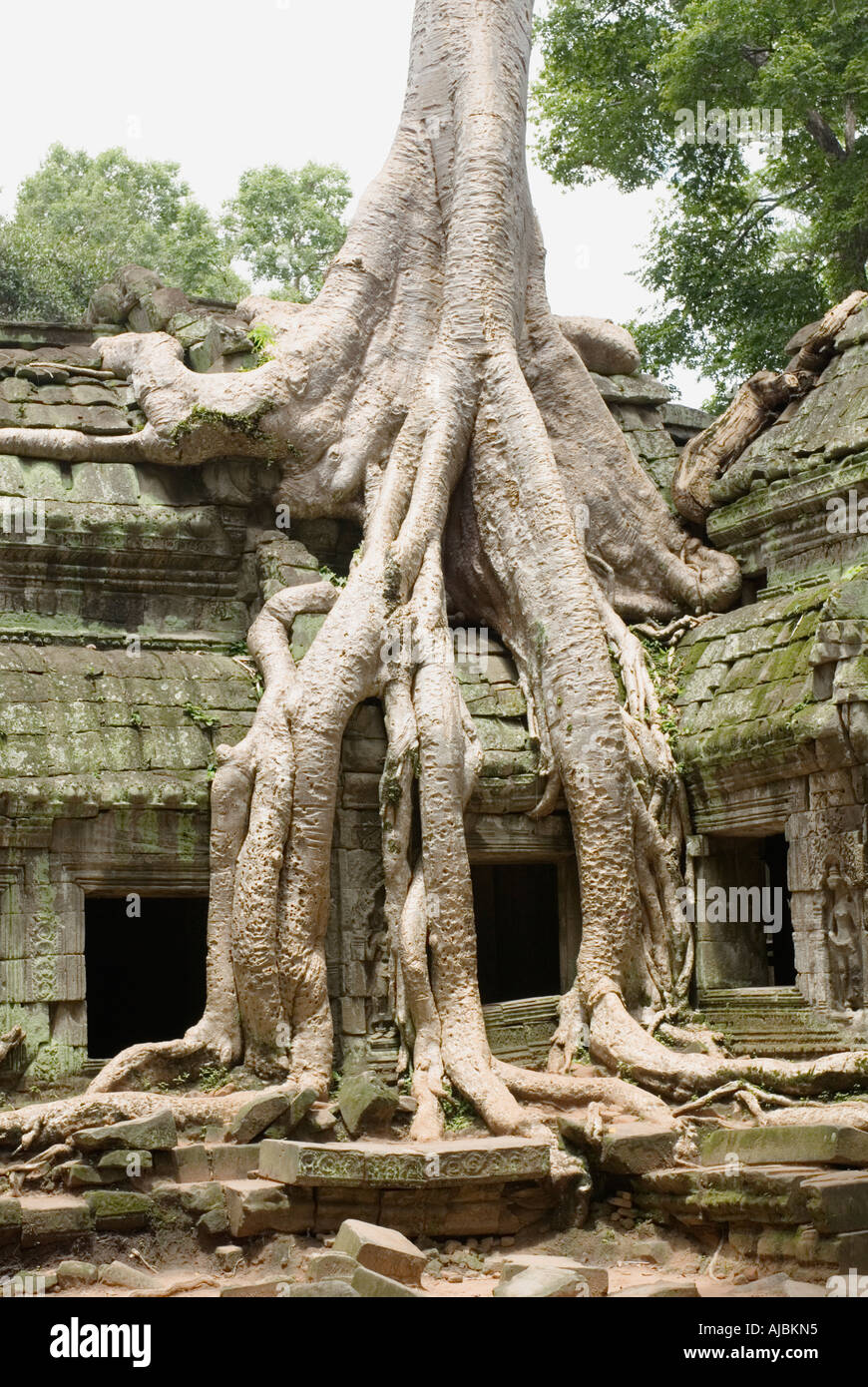 Cambodia Ta Prohm Kapok Silk Cotton Tree Roots Growing Over Temple Wall