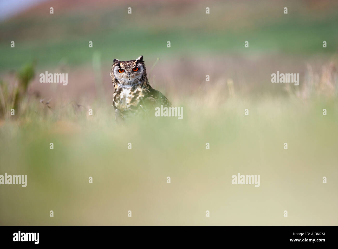 Cape Eagle Owl (Bubo capensis) Sitting in Bushveld Stock Photo - Alamy