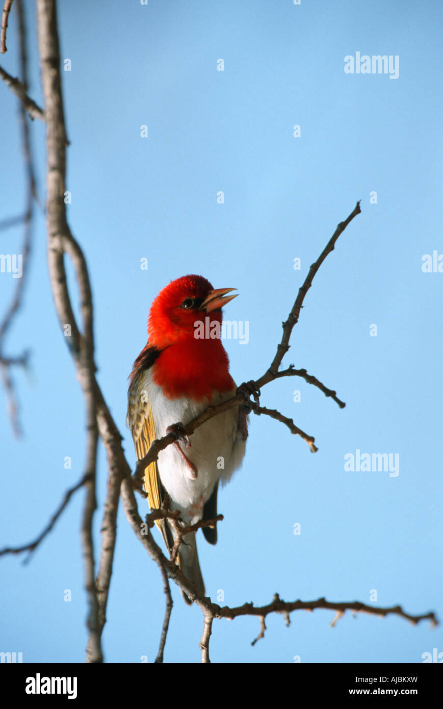 Redheaded Weaver (Anaplectes rubriceps) Perched on a Branch Stock