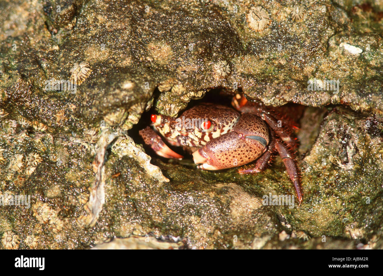 Rock Crab (Cancer irroratus) Hiding in a Rock Crevice Stock Photo