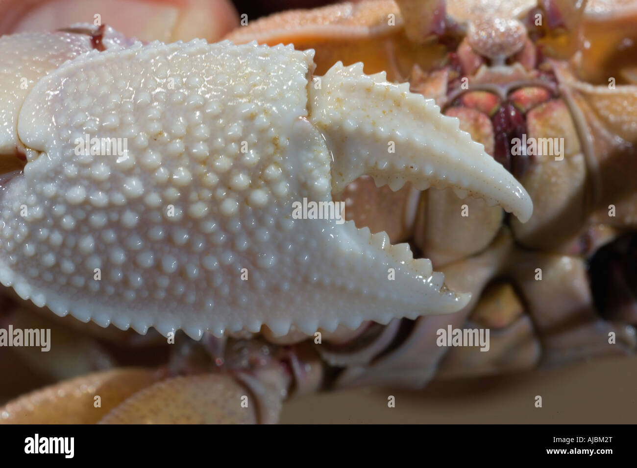 Close-up of a Ghost Crab (Ocypode quadrata) Stock Photo