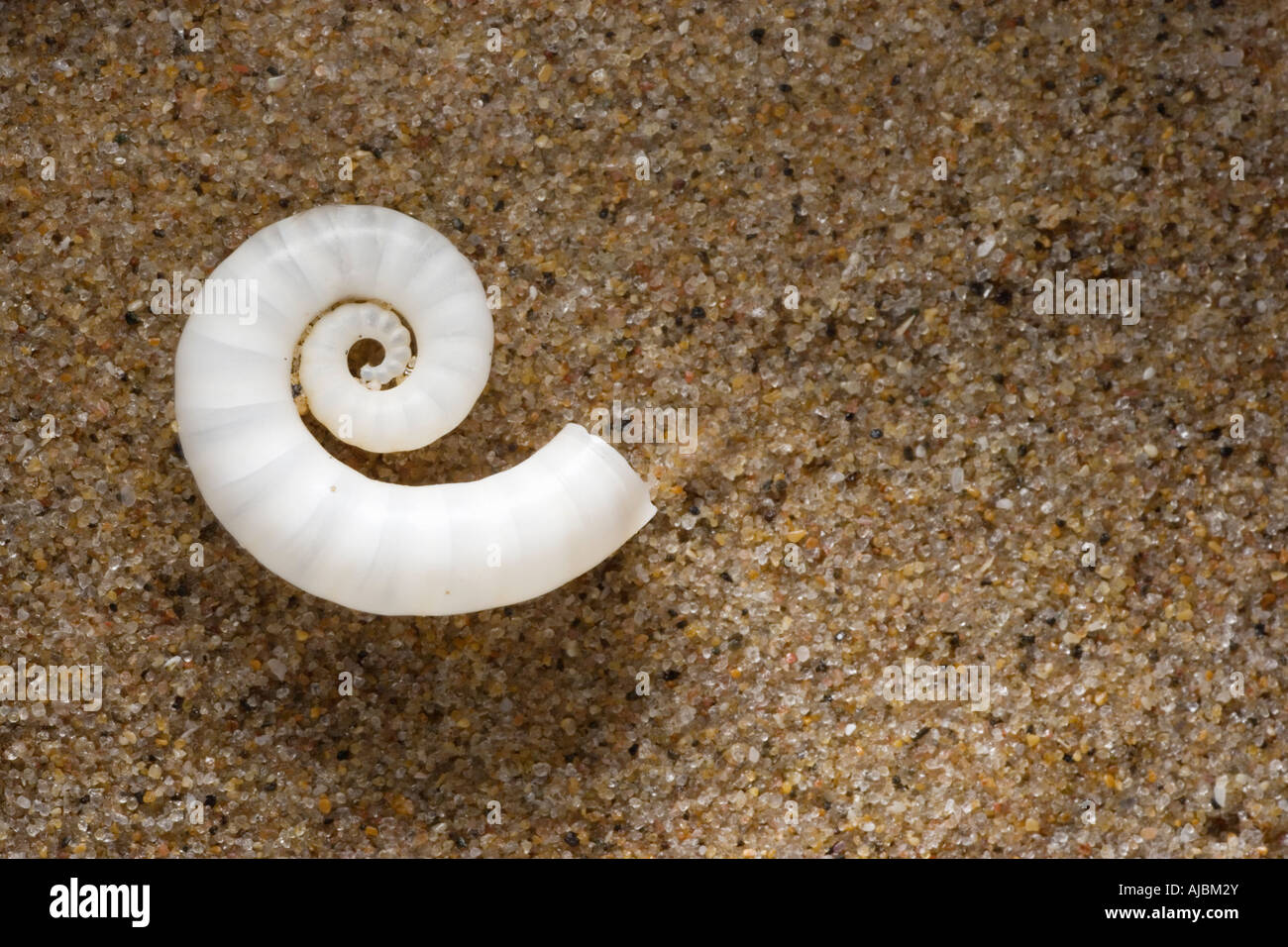 Close-up of a White Spiral Shell on the Beach Stock Photo - Alamy