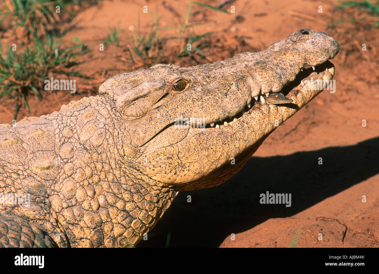 Close Up of a Nile Crocodile (Crocodylus niloicus) with Young in Mouth Stock Photo