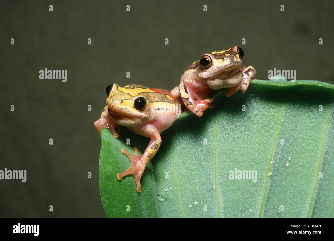 Painted Reed Frog (Hyperolius marmoratus) Pair on Leaf Stock Photo