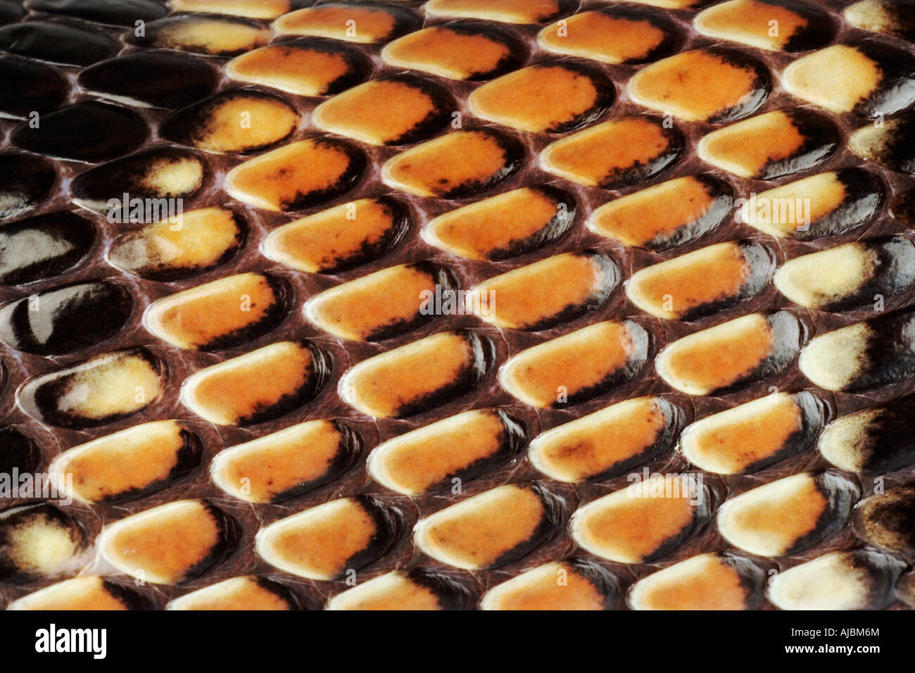 Extreme Close-up of the Skin of a Cape Coral Snake (Aspidelaps lubricus lubricus) Stock Photo