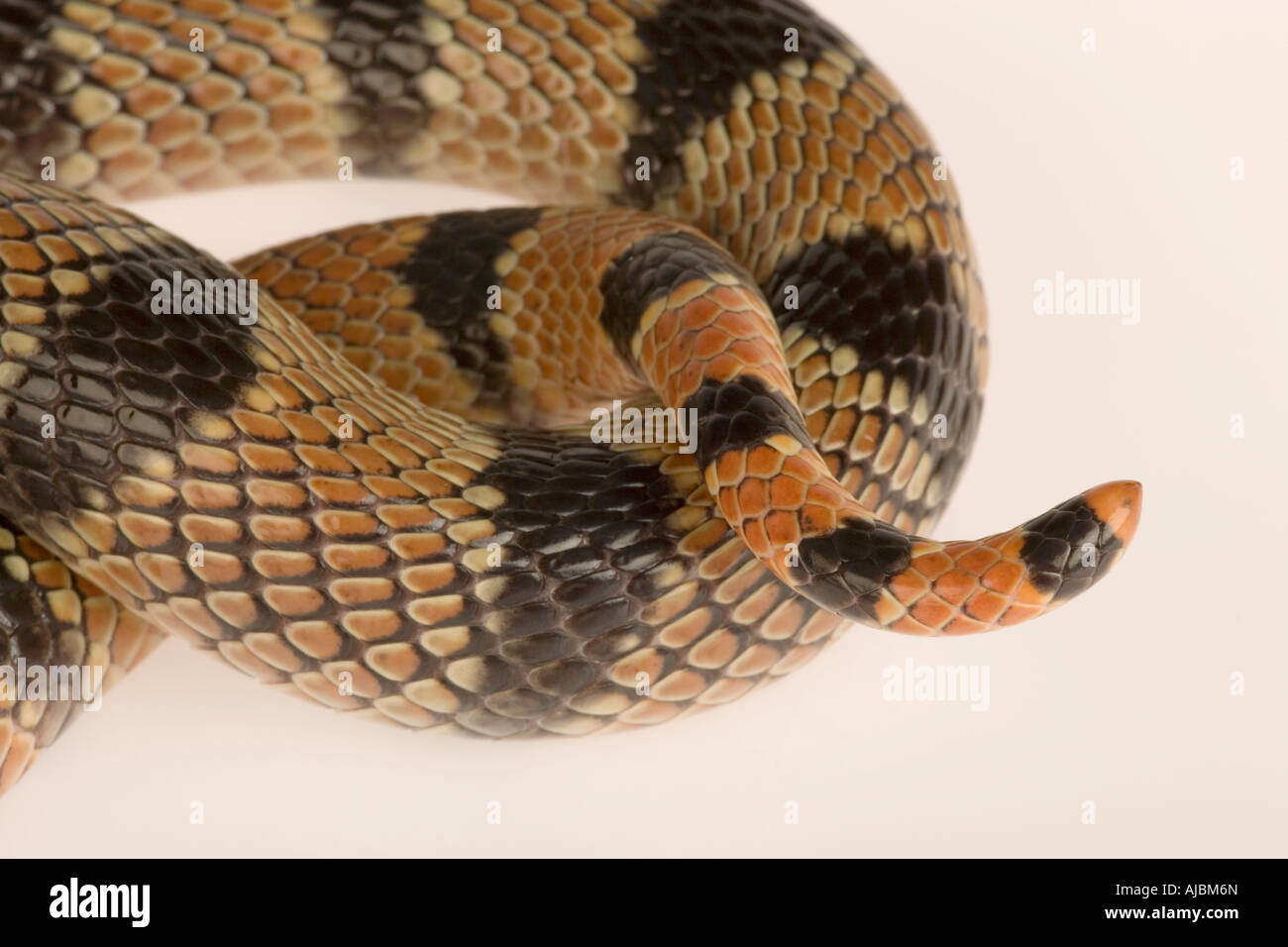 Close-up of the Coiled Body and Tail of a Cape Coral Snake (Aspidelaps lubricus lubricus) Stock Photo